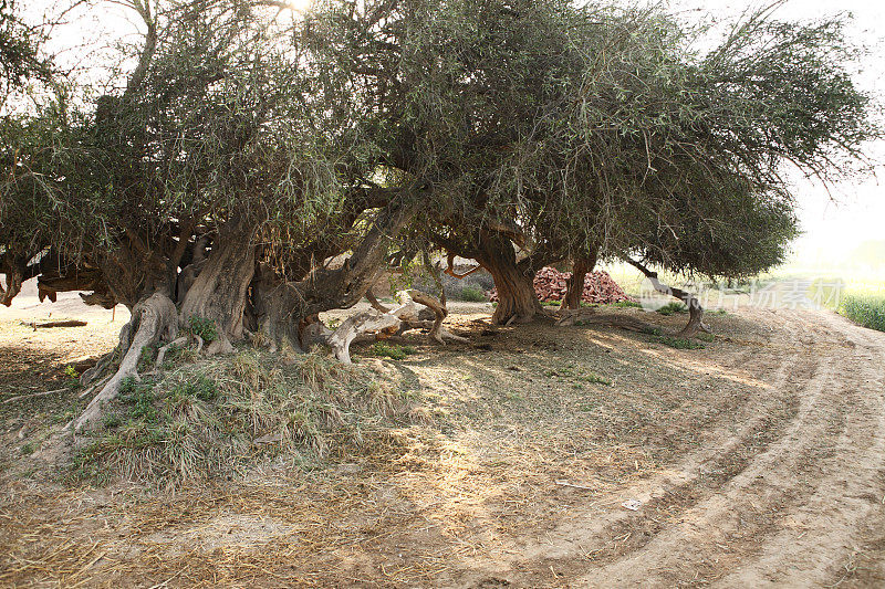 老Acacia Nilotica又名Babul树